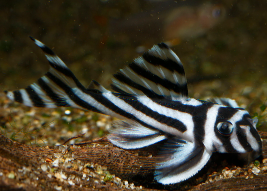 Zebra Pleco L46
