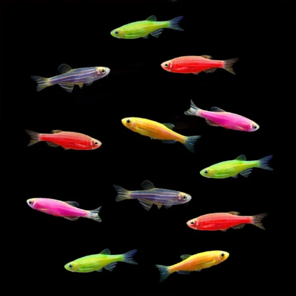 GloFish: Danio