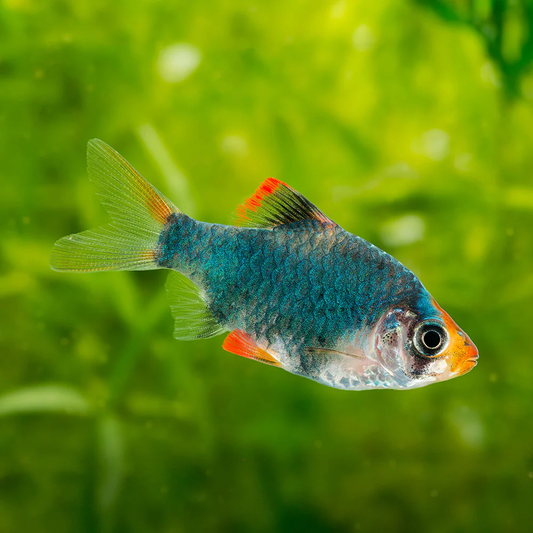 Green Tiger Barb