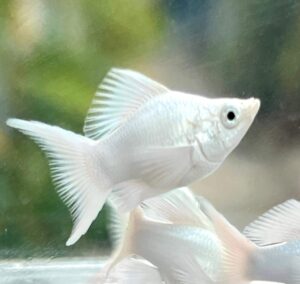 Molly Platinum Lyretail Fairy Black Eyes BABY A MONTH LIVE FISH USA
