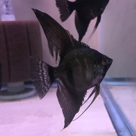 Angelfish: Black