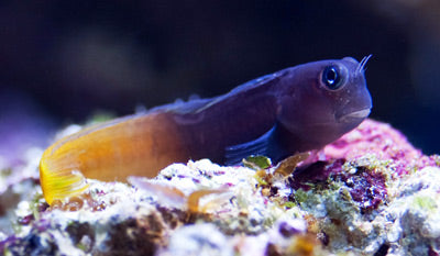 Blenny: Bicolor