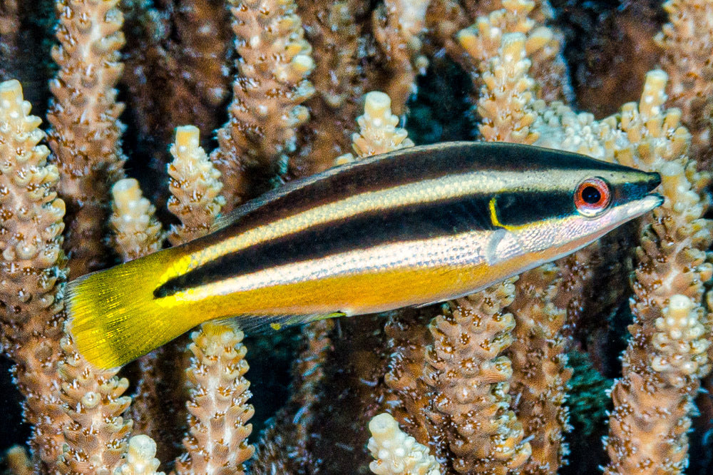 Yellowtail Cleaner Wrasse