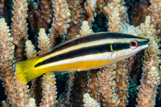 Yellowtail Cleaner Wrasse