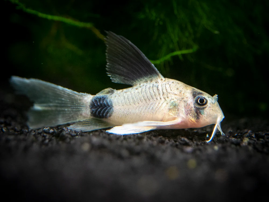 Corydoras: Longfin Panda