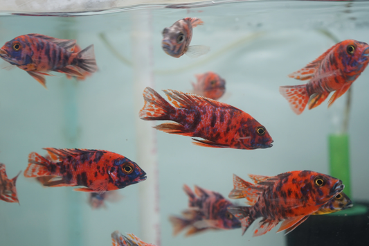 African Cichlid: OB Peacock