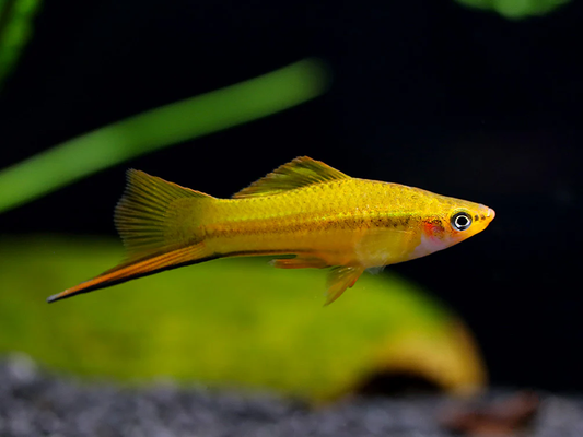Yellow Swordtail