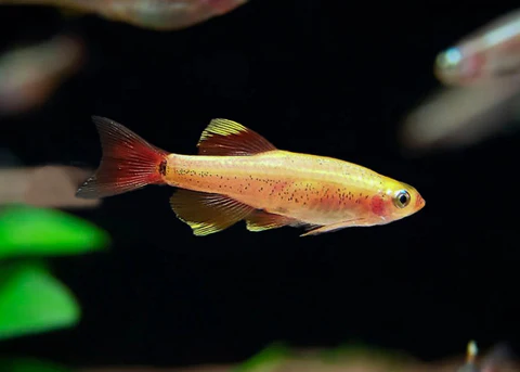 Gold White Cloud Minnow