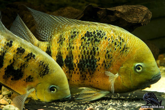 Golden Mojarra Cichlid