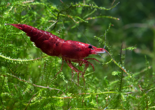 Bloody Mary Shrimp
