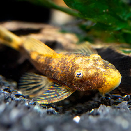 Calico Bristlenose Pleco