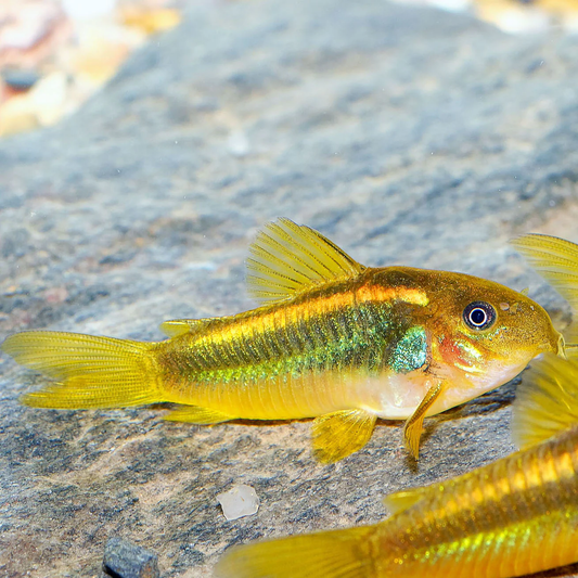 Corydoras: Gold Laser