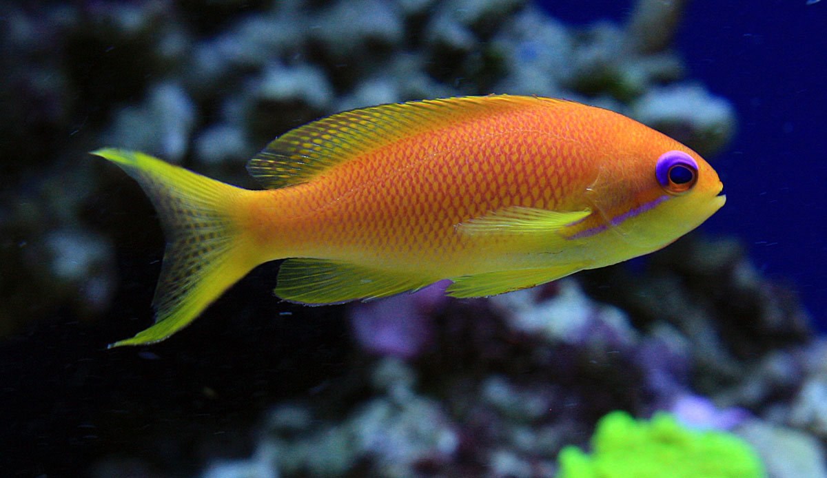 Orange Lyretail Anthias