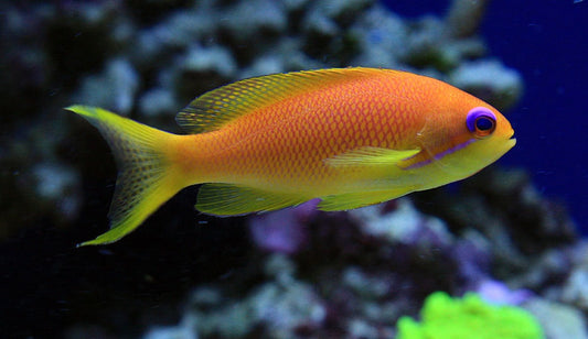 Orange Lyretail Anthias