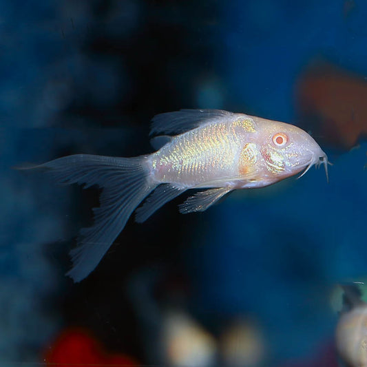 Corydoras: Longfin Albino