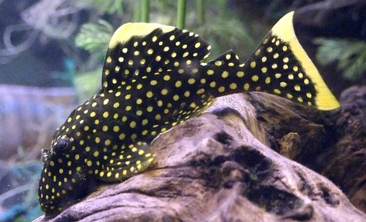 Gold Nugget Pleco L018