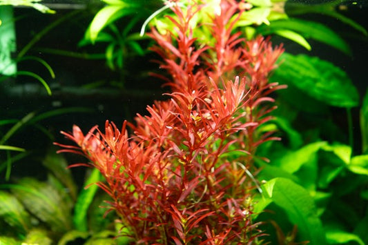 Rotala Rotundifolia Red
