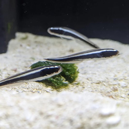 Engineer Goby