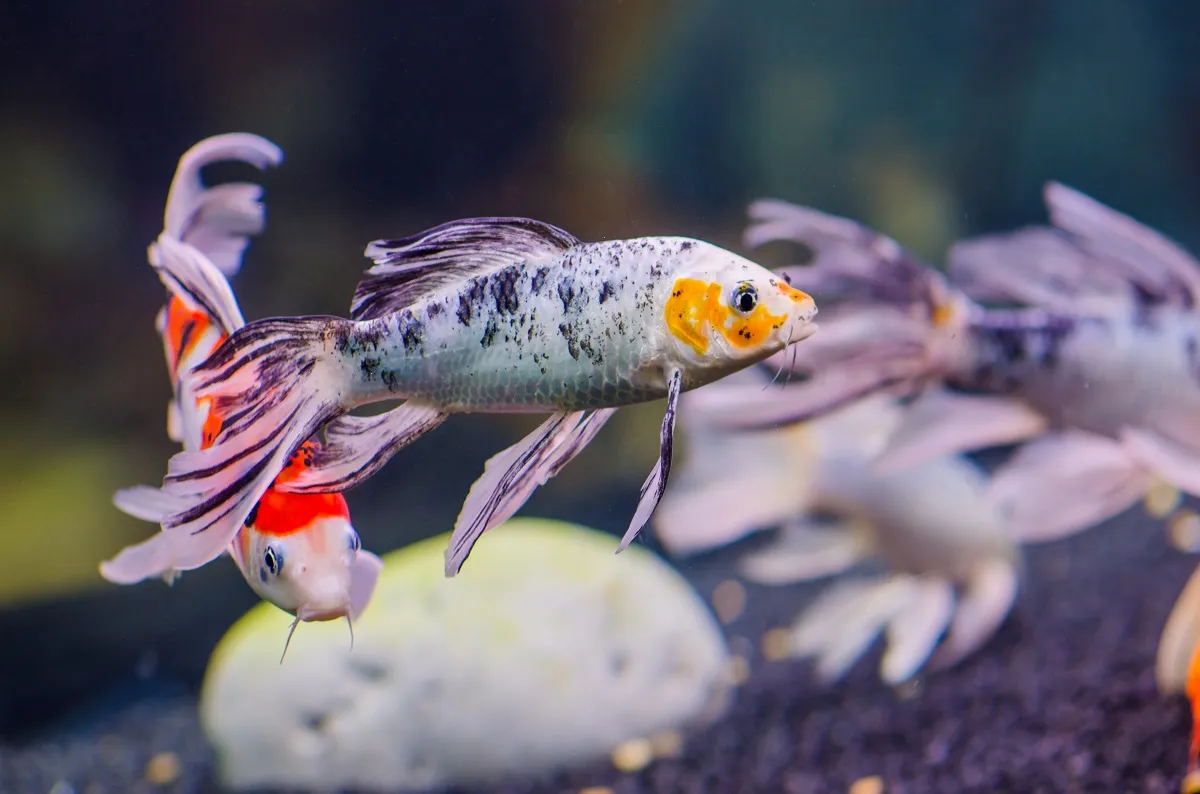 Koi: Butterfly