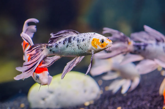Koi: Butterfly