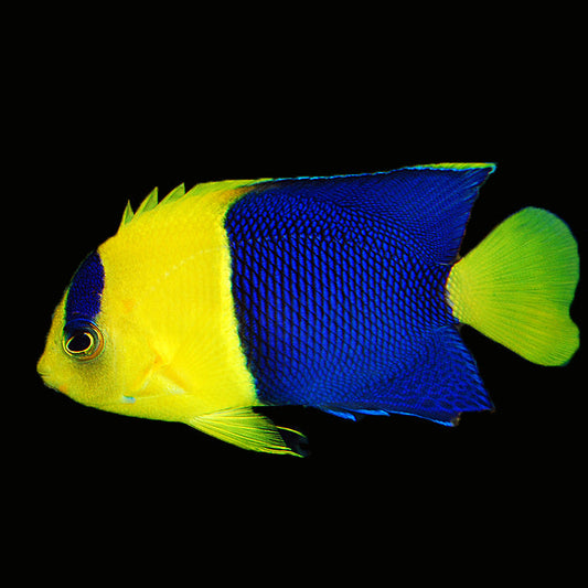 Angelfish: Bicolor