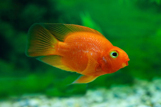 Cichlid: Blood Parrot