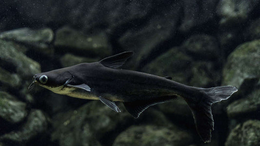Iridescent Shark