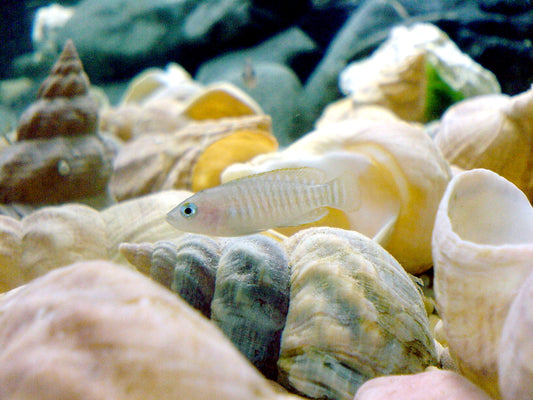 Cichlid: Multifaciatus Shell Dweller