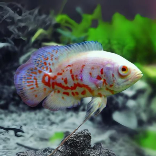 Albino Tiger Oscar