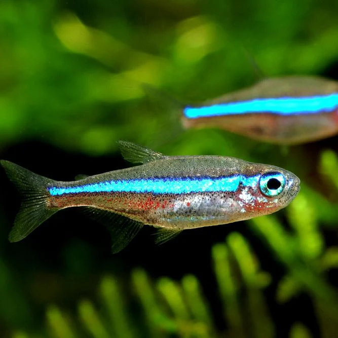 Tetra: Green Neon