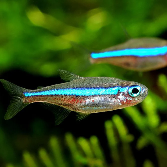 Tetra: Green Neon