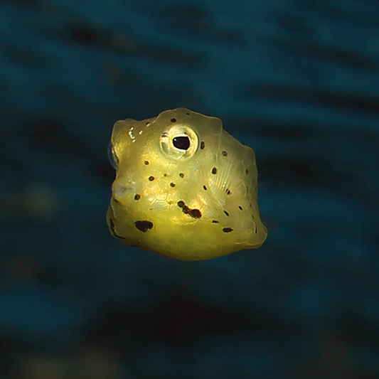 Long Horned Cowfish