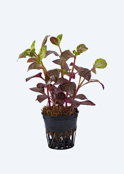 Alternanthera Bettzickiana Red