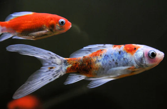Goldfish: Shubunkin