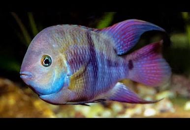 T-Bar Cichlid