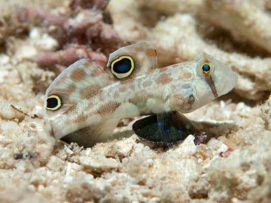 Twinspot Goby