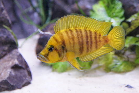 Yellow Calvus