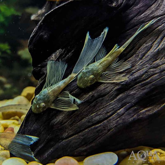 Green Dragon Bristlenose Pleco