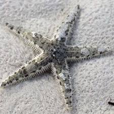 Sand Sifting Starfish
