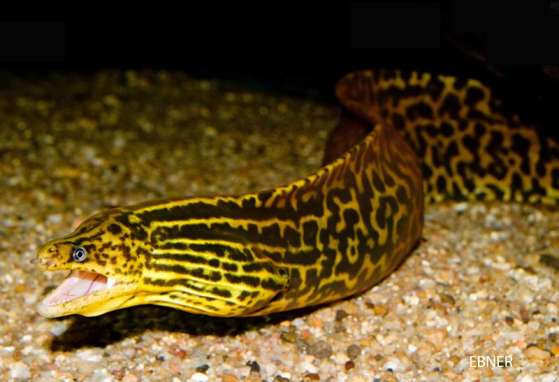 Eel: Freshwater Tiger Moray