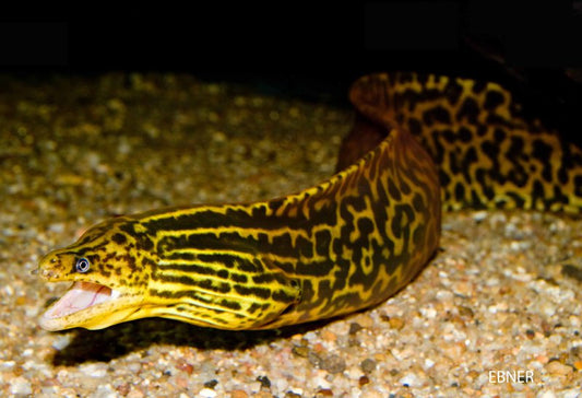 Eel: Freshwater Tiger Moray