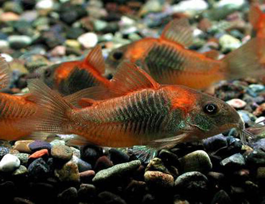 Red Sailfin Corydora