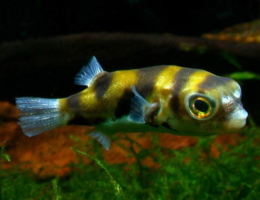 Amazon Puffer