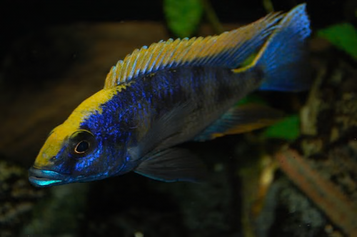 African Cichlid: Yellow Blaze Lithobates