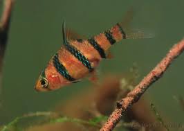 Five Banded Barb