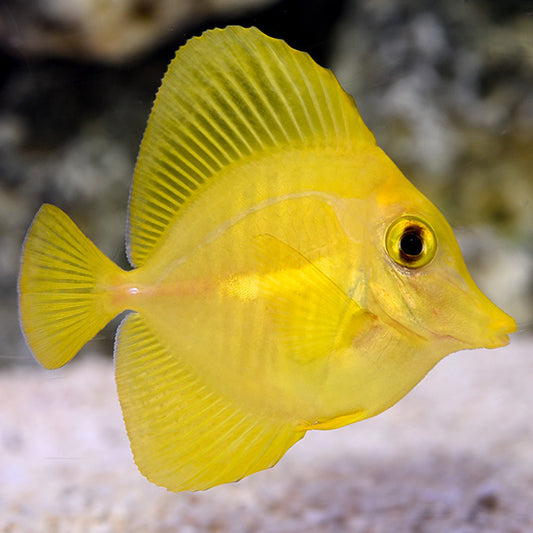 Captive Bred Yellow Tang