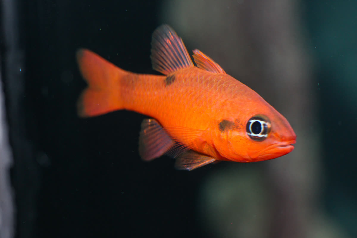 Cvardinalfish Cardinalfish: Flame – Tropical Exotics