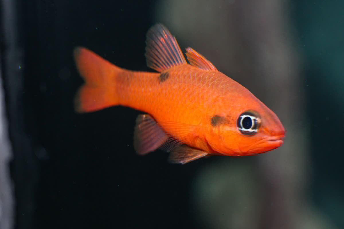 Cardinalfish: Flame