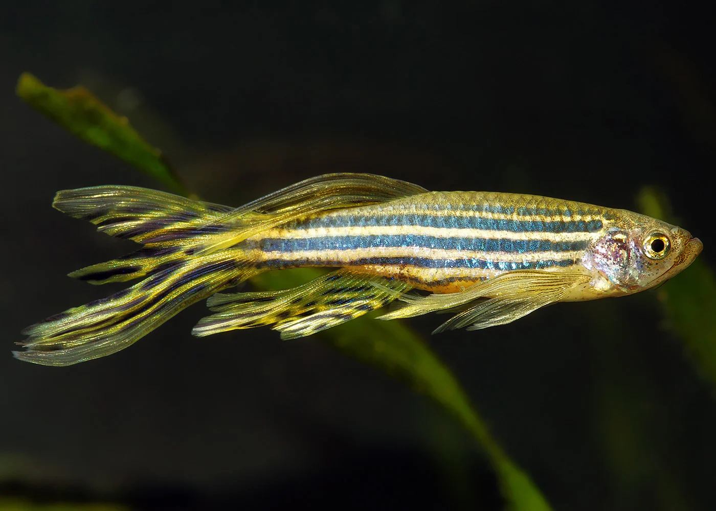 Danio: Longfin Zebra