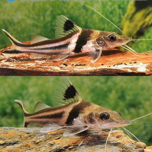 Ornate Pimelodus Catfish